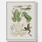 Canvastavla med grodor, grodtavla  – Vintageposter med grodors utvecklingsstadier