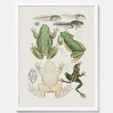 Tavla med grodor, grodtavla  – Vintageposter med grodors utvecklingsstadier