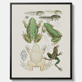 Canvastavla med grodor, grodtavla  – Vintageposter med grodors utvecklingsstadier