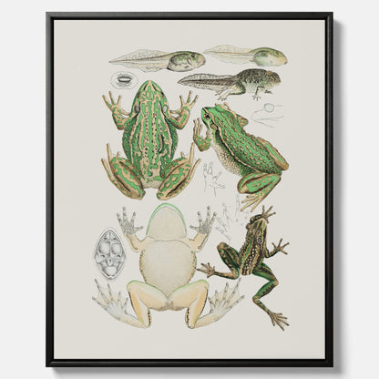 Canvastavla med grodor, grodtavla  – Vintageposter med grodors utvecklingsstadier