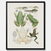 Tavla med grodor, grodtavla  – Vintageposter med grodors utvecklingsstadier