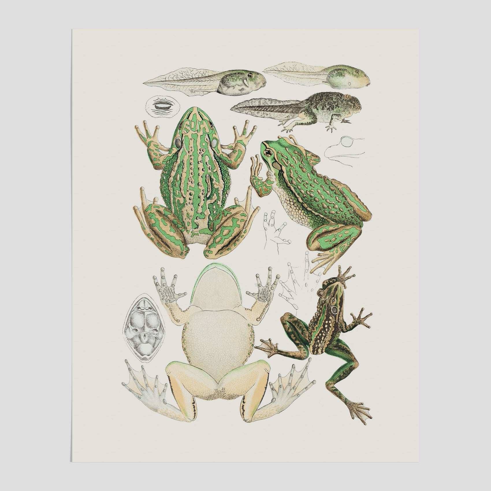 Poster med grodor, grodtavla  – Vintageposter med grodors utvecklingsstadier