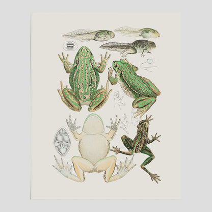 Poster med grodor, grodtavla  – Vintageposter med grodors utvecklingsstadier