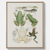 Canvastavla med grodor, grodtavla  – Vintageposter med grodors utvecklingsstadier