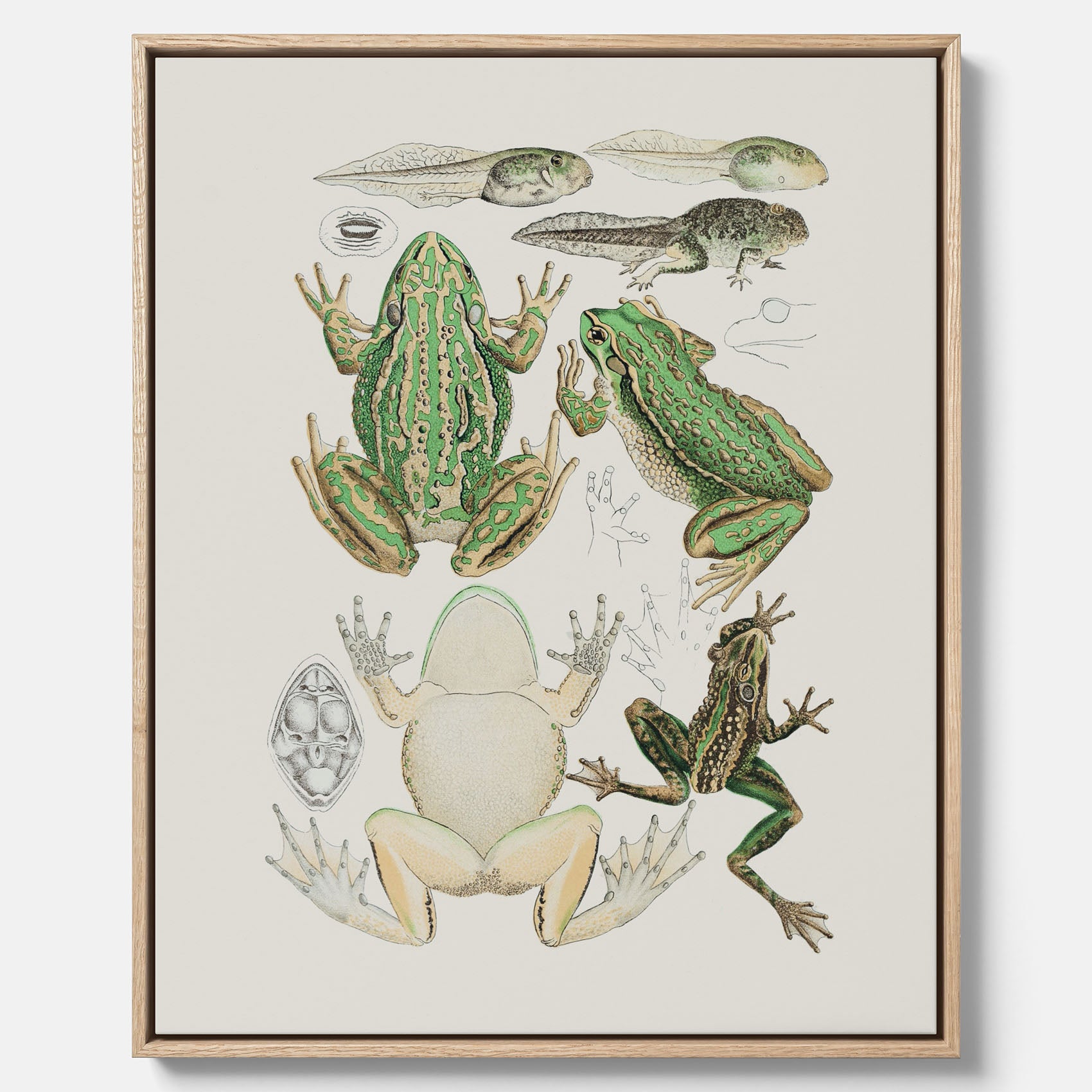 Canvastavla med grodor, grodtavla  – Vintageposter med grodors utvecklingsstadier