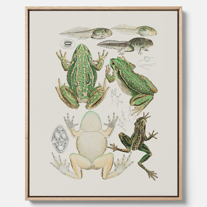 Canvastavla med grodor, grodtavla  – Vintageposter med grodors utvecklingsstadier