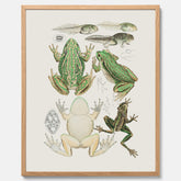 Tavla med grodor, grodtavla  – Vintageposter med grodors utvecklingsstadier