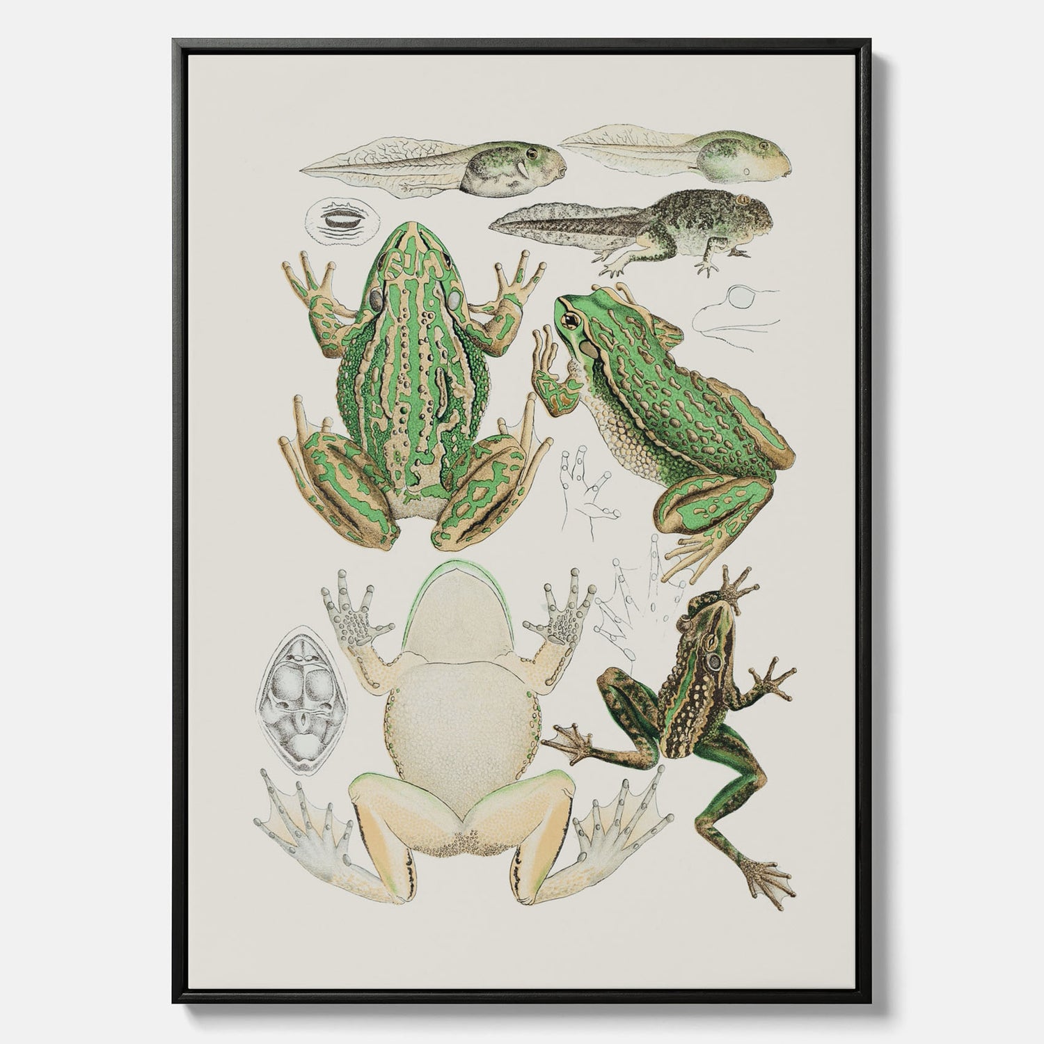 Canvastavla med grodor, grodtavla  – Vintageposter med grodors utvecklingsstadier