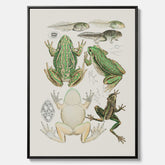 Canvastavla med grodor, grodtavla  – Vintageposter med grodors utvecklingsstadier