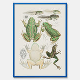 Tavla med grodor, grodtavla  – Vintageposter med grodors utvecklingsstadier