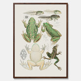 Tavla med grodor, grodtavla  – Vintageposter med grodors utvecklingsstadier