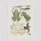 Poster med grodor, grodtavla  – Vintageposter med grodors utvecklingsstadier