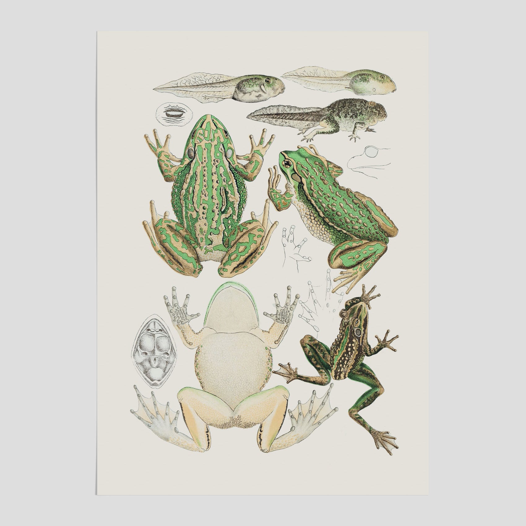 Poster med grodor, grodtavla  – Vintageposter med grodors utvecklingsstadier