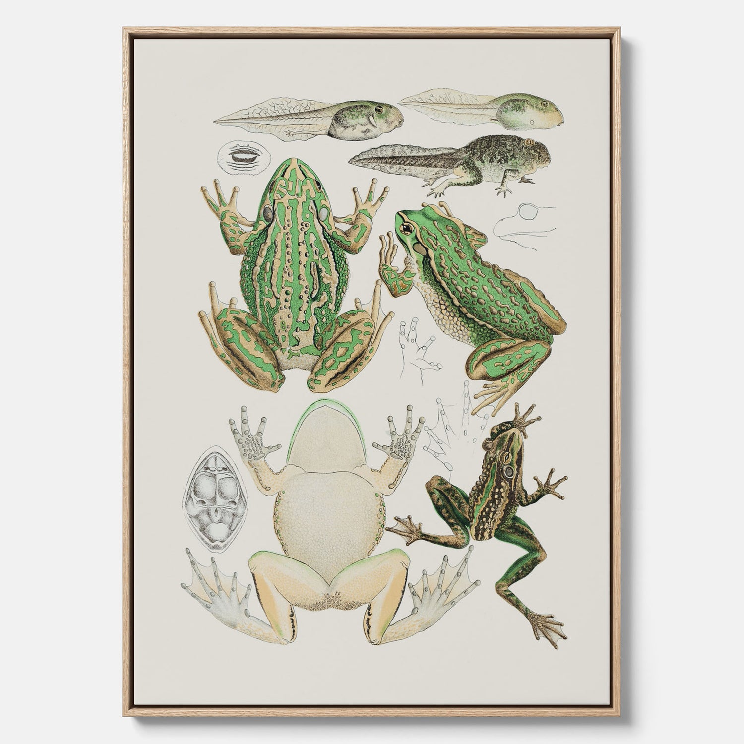 Canvastavla med grodor, grodtavla  – Vintageposter med grodors utvecklingsstadier