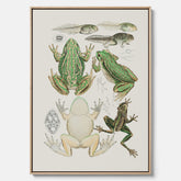 Canvastavla med grodor, grodtavla  – Vintageposter med grodors utvecklingsstadier