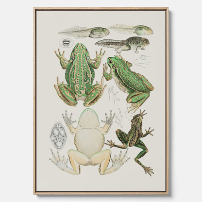 Canvastavla med grodor, grodtavla  – Vintageposter med grodors utvecklingsstadier