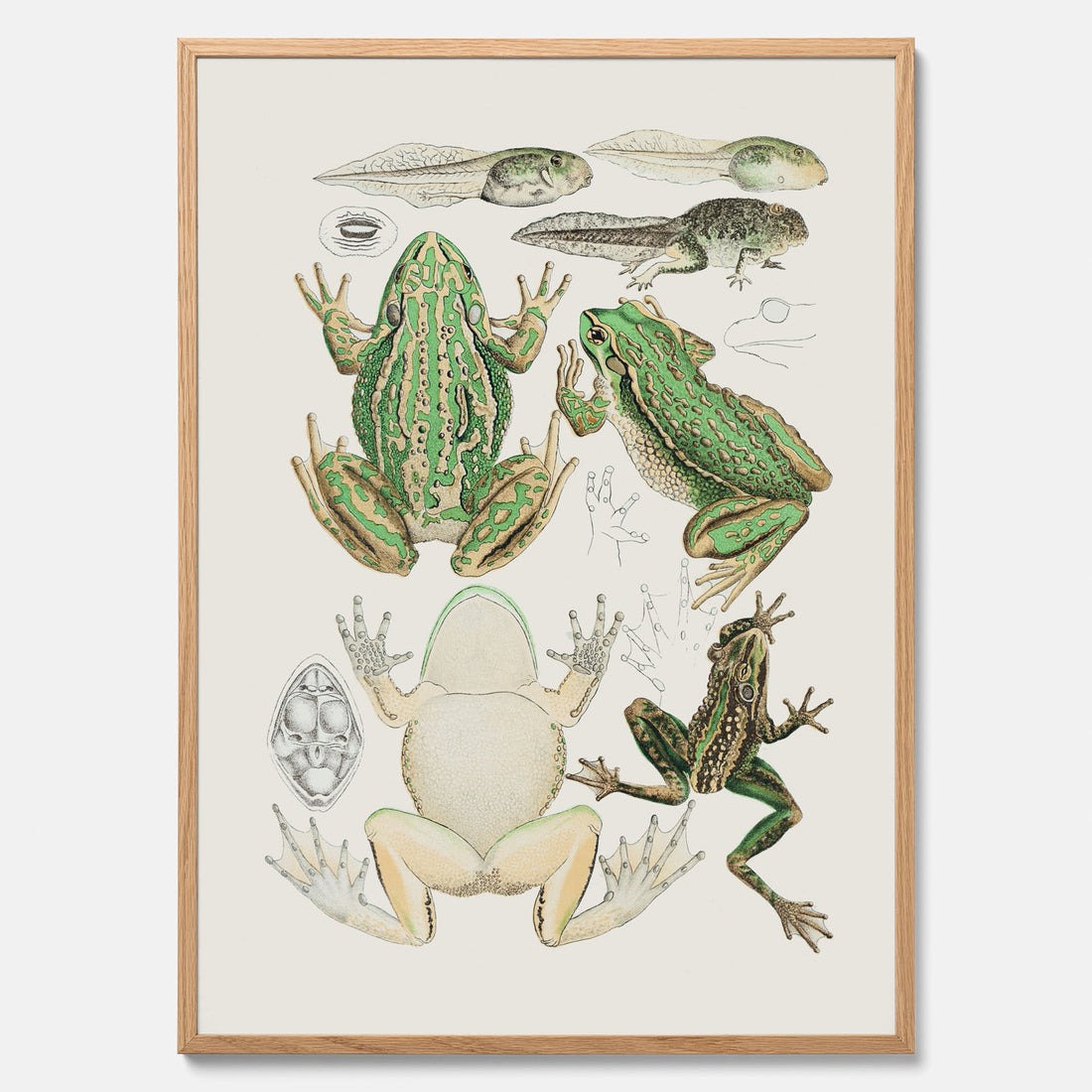 Tavla med grodor, grodtavla  – Vintageposter med grodors utvecklingsstadier