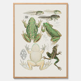 Tavla med grodor, grodtavla  – Vintageposter med grodors utvecklingsstadier