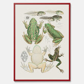 Tavla med grodor, grodtavla  – Vintageposter med grodors utvecklingsstadier