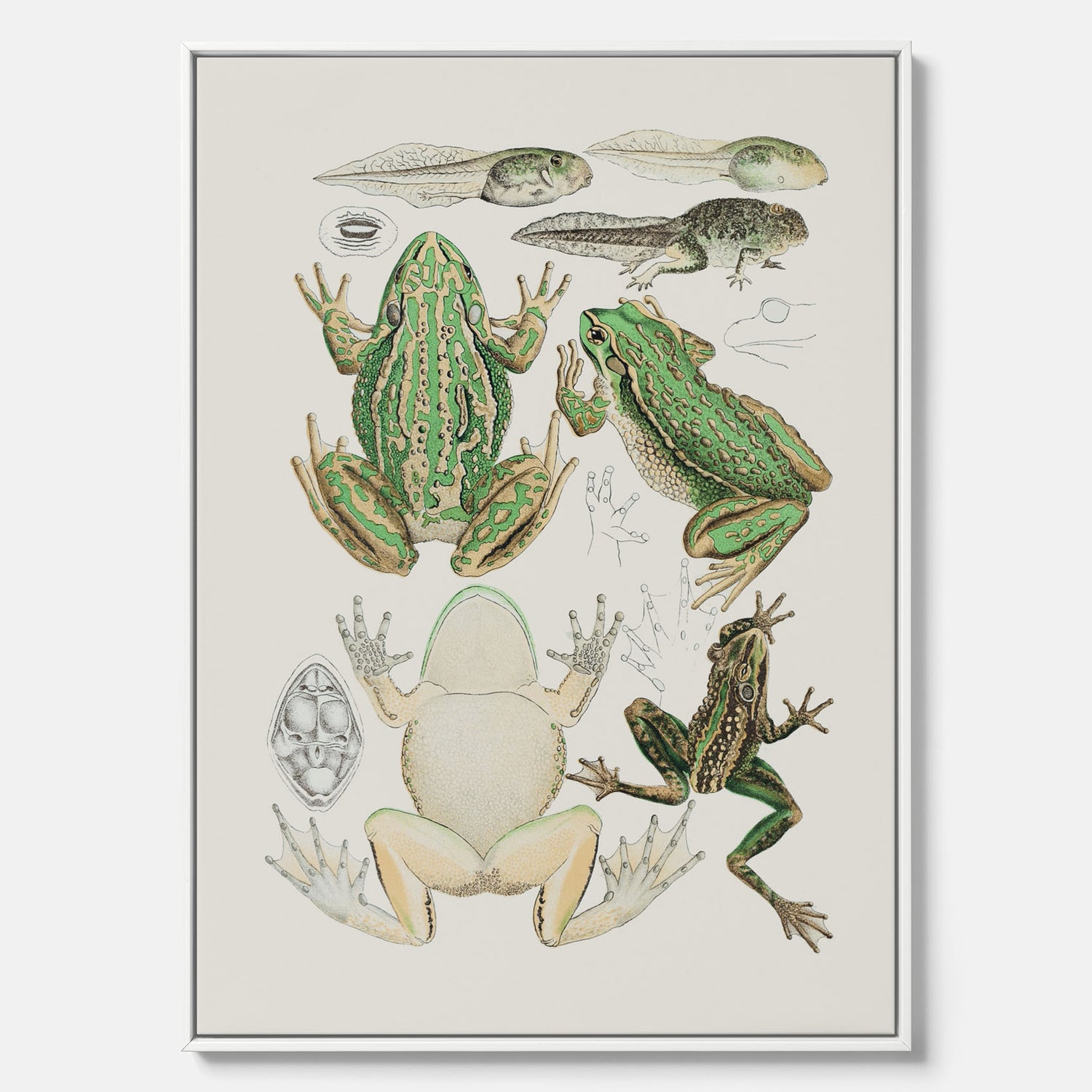 Canvastavla med grodor, grodtavla  – Vintageposter med grodors utvecklingsstadier