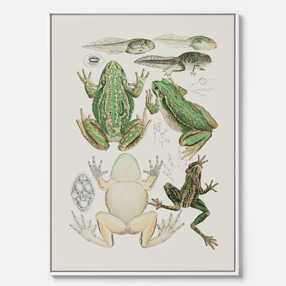 Canvastavla med grodor, grodtavla  – Vintageposter med grodors utvecklingsstadier