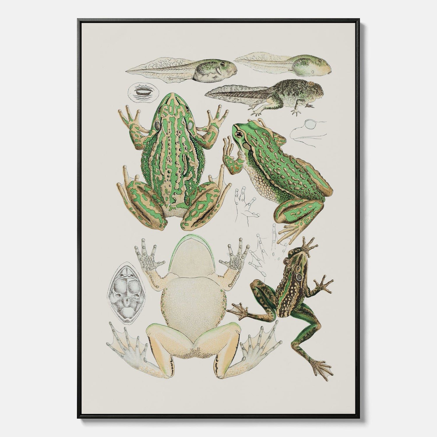 Canvastavla med grodor, grodtavla  – Vintageposter med grodors utvecklingsstadier