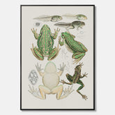 Canvastavla med grodor, grodtavla  – Vintageposter med grodors utvecklingsstadier