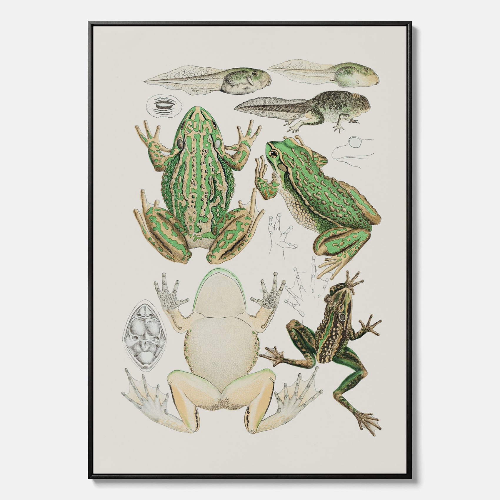 Canvastavla med grodor, grodtavla  – Vintageposter med grodors utvecklingsstadier