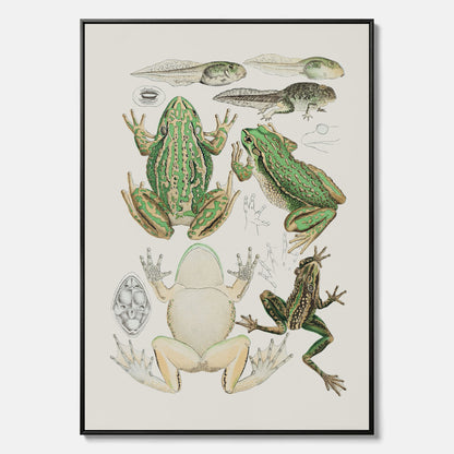 Canvastavla med grodor, grodtavla  – Vintageposter med grodors utvecklingsstadier