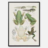 Tavla med grodor, grodtavla  – Vintageposter med grodors utvecklingsstadier