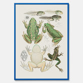 Tavla med grodor, grodtavla  – Vintageposter med grodors utvecklingsstadier