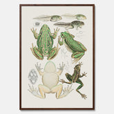 Tavla med grodor, grodtavla  – Vintageposter med grodors utvecklingsstadier