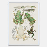 Tavla med grodor, grodtavla  – Vintageposter med grodors utvecklingsstadier