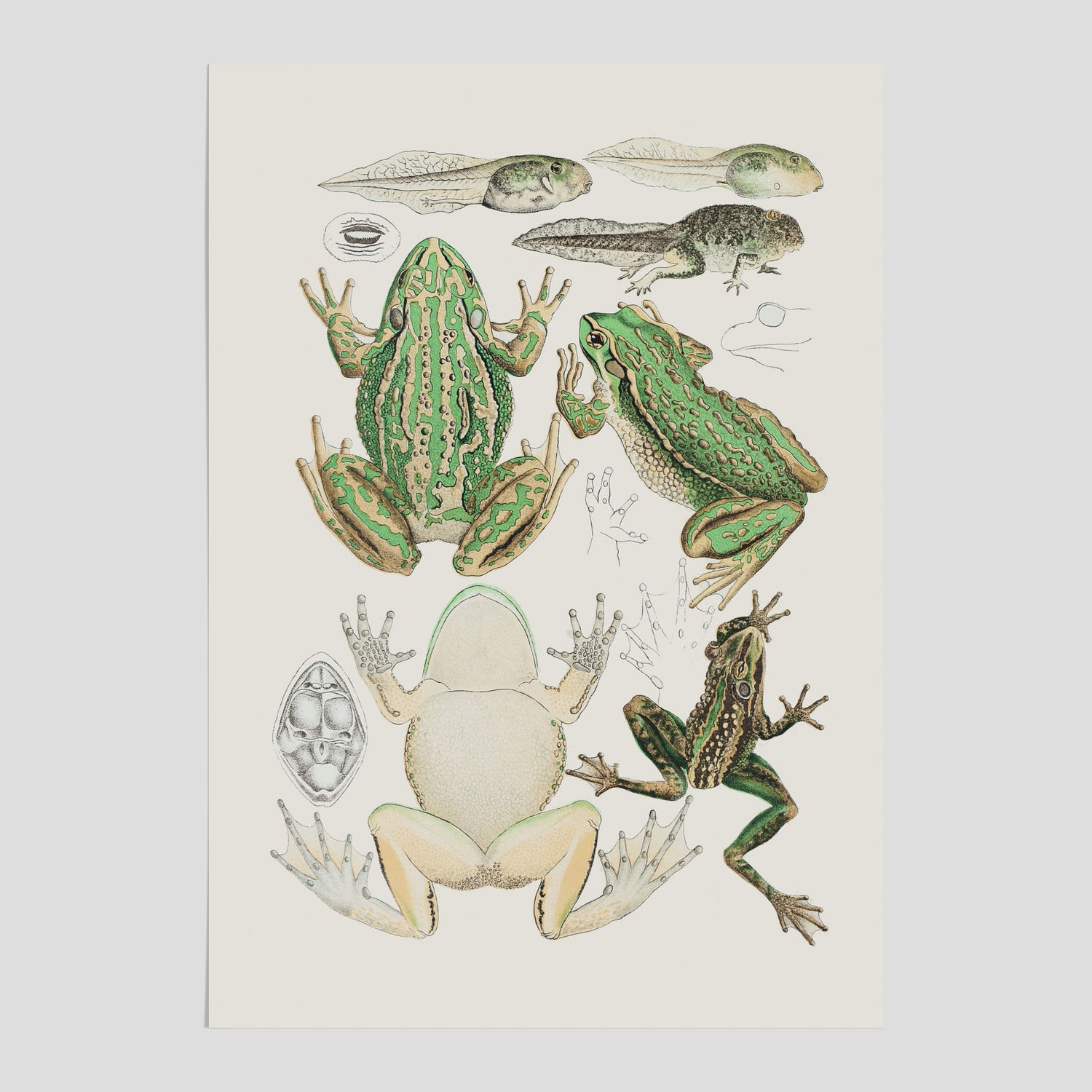 Poster med grodor, grodtavla  – Vintageposter med grodors utvecklingsstadier