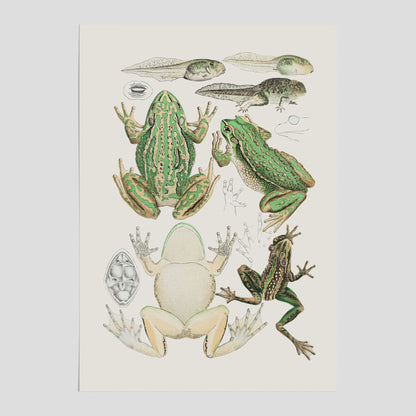Poster med grodor, grodtavla  – Vintageposter med grodors utvecklingsstadier