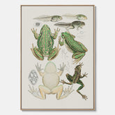 Canvastavla med grodor, grodtavla  – Vintageposter med grodors utvecklingsstadier