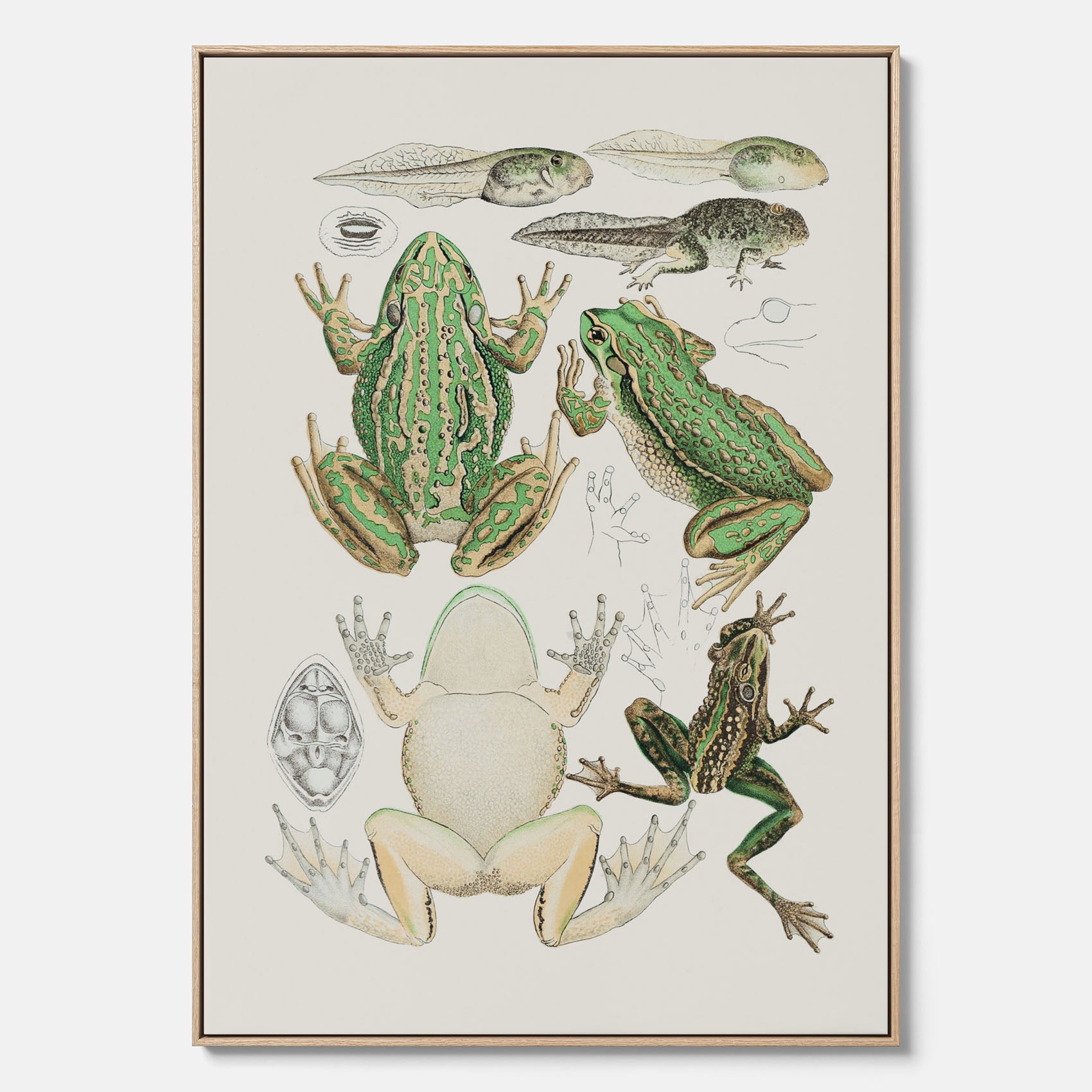 Canvastavla med grodor, grodtavla  – Vintageposter med grodors utvecklingsstadier