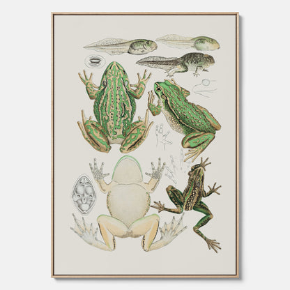 Canvastavla med grodor, grodtavla  – Vintageposter med grodors utvecklingsstadier