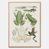 Tavla med grodor, grodtavla  – Vintageposter med grodors utvecklingsstadier