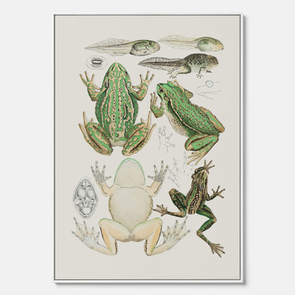 Canvastavla med grodor, grodtavla  – Vintageposter med grodors utvecklingsstadier