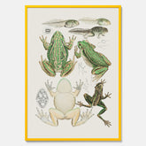 Tavla med grodor, grodtavla  – Vintageposter med grodors utvecklingsstadier