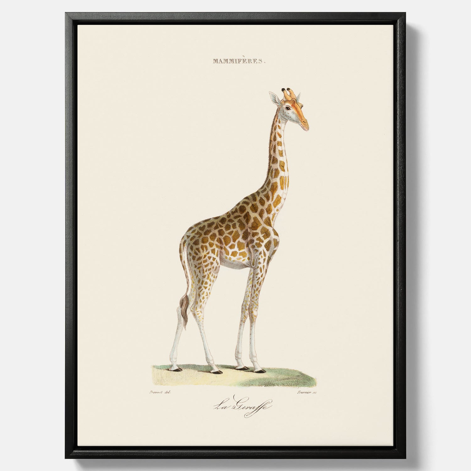 En canvasprint som visar en färgillustration av en giraff ritad av den framstående konstnären Florent Prevos år 1860