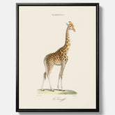 En canvasprint som visar en färgillustration av en giraff ritad av den framstående konstnären Florent Prevos år 1860