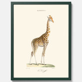 En poster som visar en färgillustration av en giraff ritad av den framstående konstnären Florent Prevos år 1840