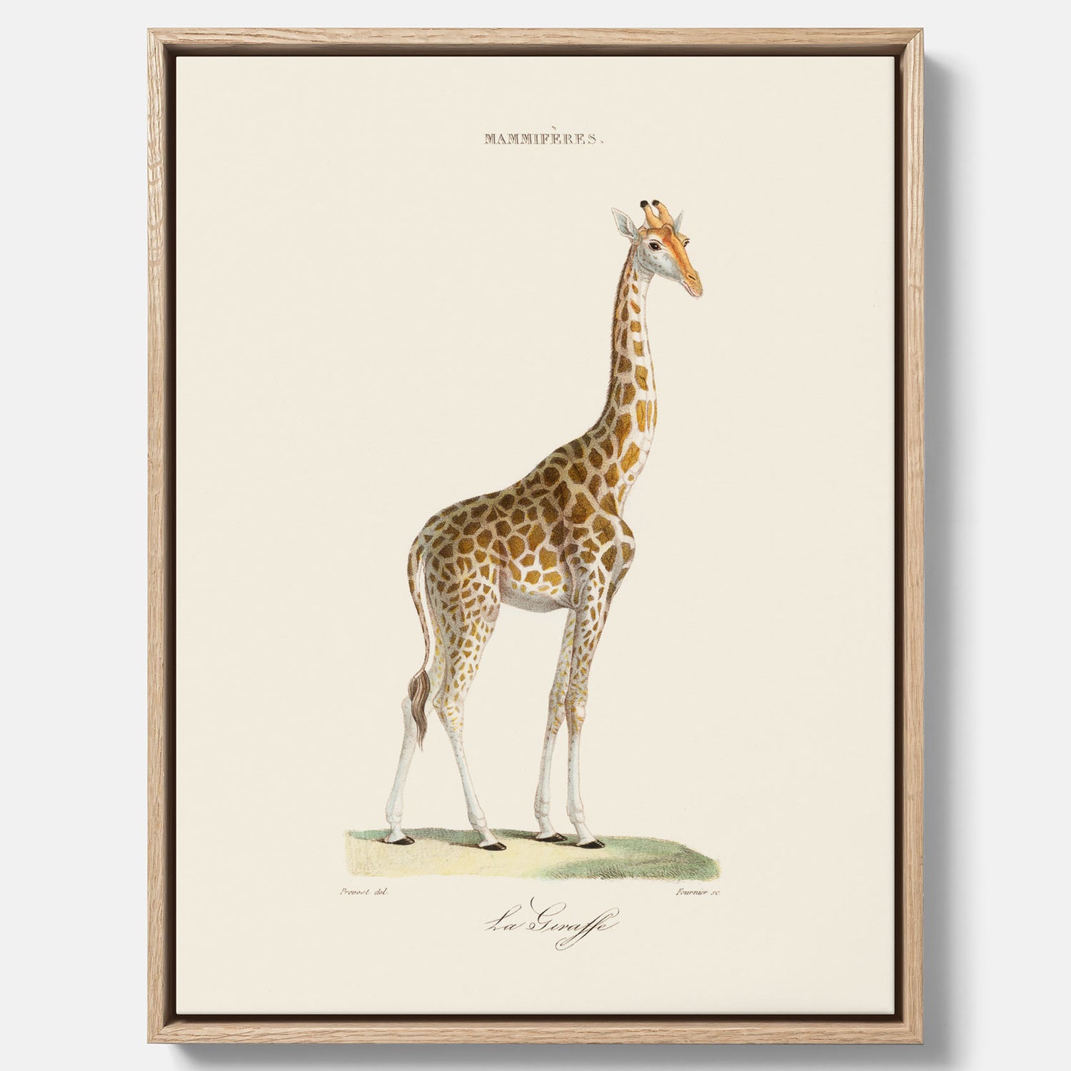 En canvasprint som visar en färgillustration av en giraff ritad av den framstående konstnären Florent Prevos år 1860