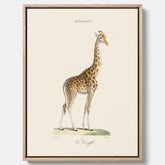 En canvasprint som visar en färgillustration av en giraff ritad av den framstående konstnären Florent Prevos år 1860