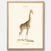 En poster som visar en färgillustration av en giraff ritad av den framstående konstnären Florent Prevos år 1843