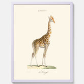 En poster som visar en färgillustration av en giraff ritad av den framstående konstnären Florent Prevos år 1845