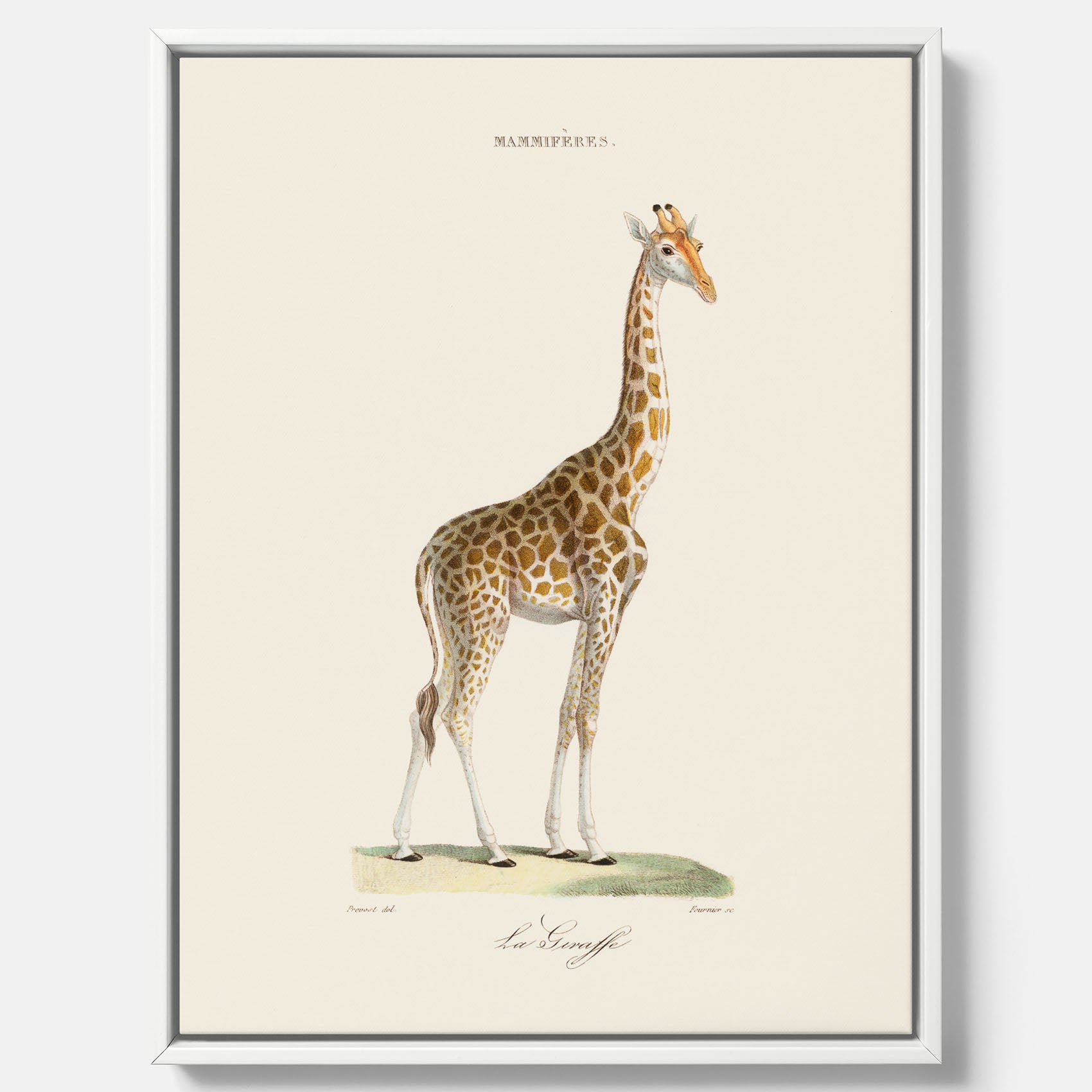 En canvasprint som visar en färgillustration av en giraff ritad av den framstående konstnären Florent Prevos år 1860