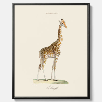 En canvasprint som visar en färgillustration av en giraff ritad av den framstående konstnären Florent Prevos år 1860